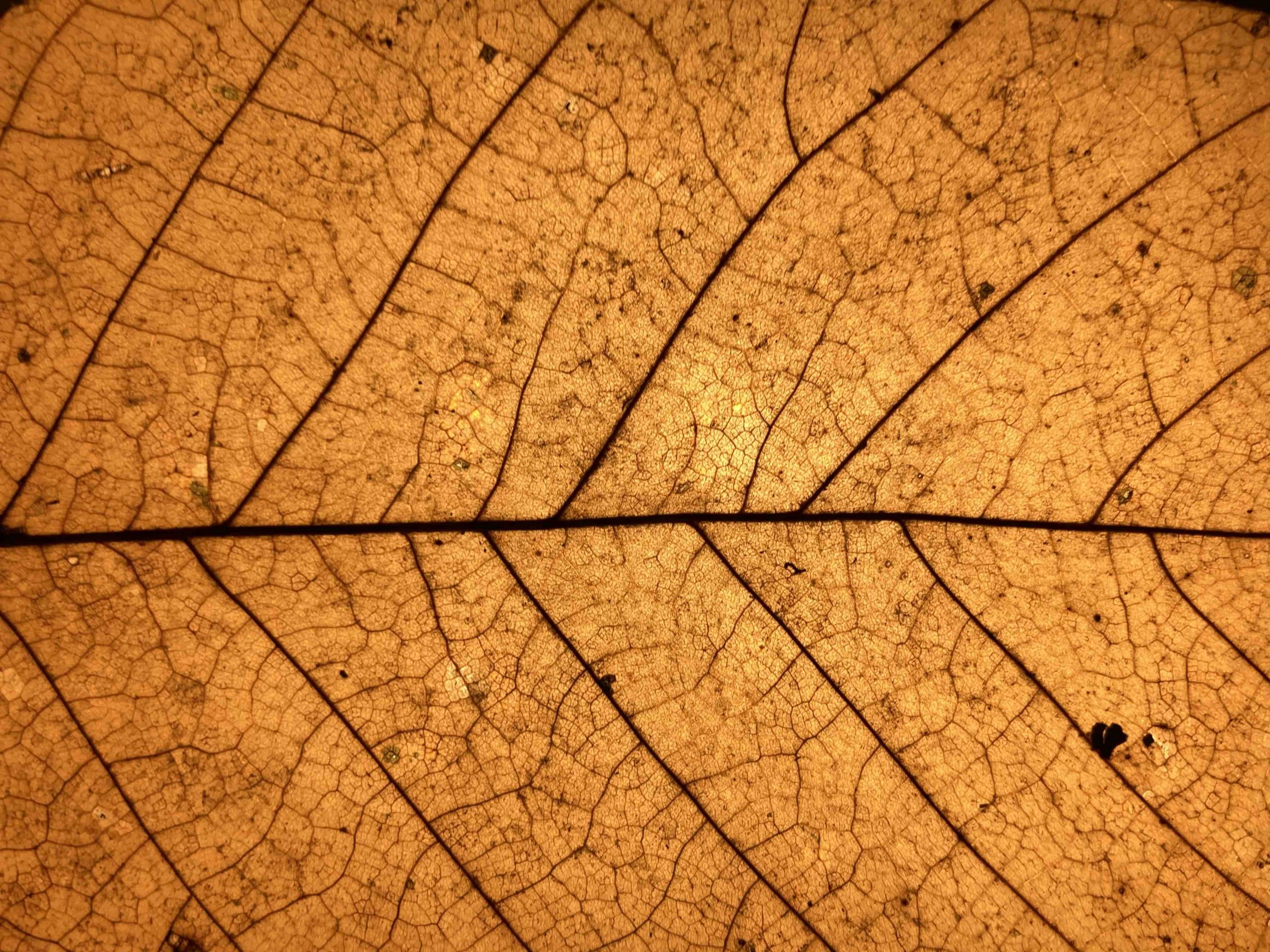 Club Verdópolis Natura