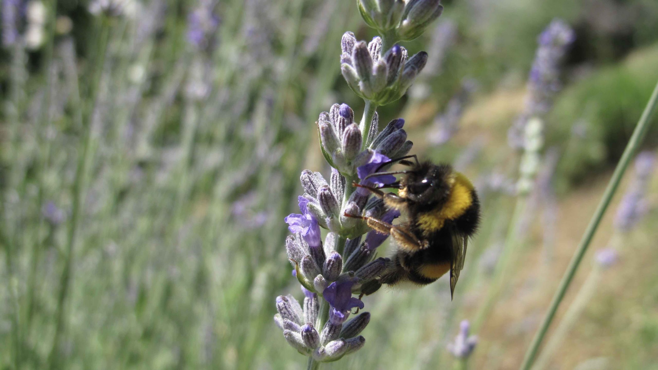 Cómo podar una lavanda