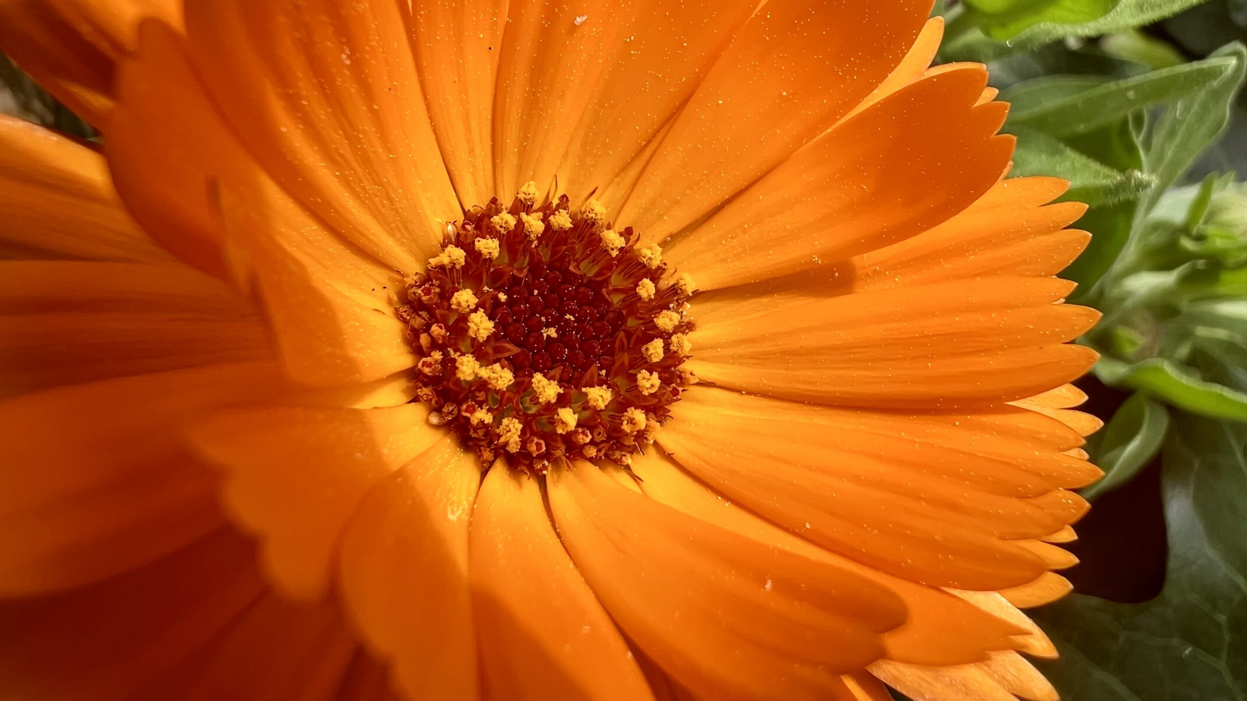 Si empezase hoy… 3 flores para atraer biodiversidad