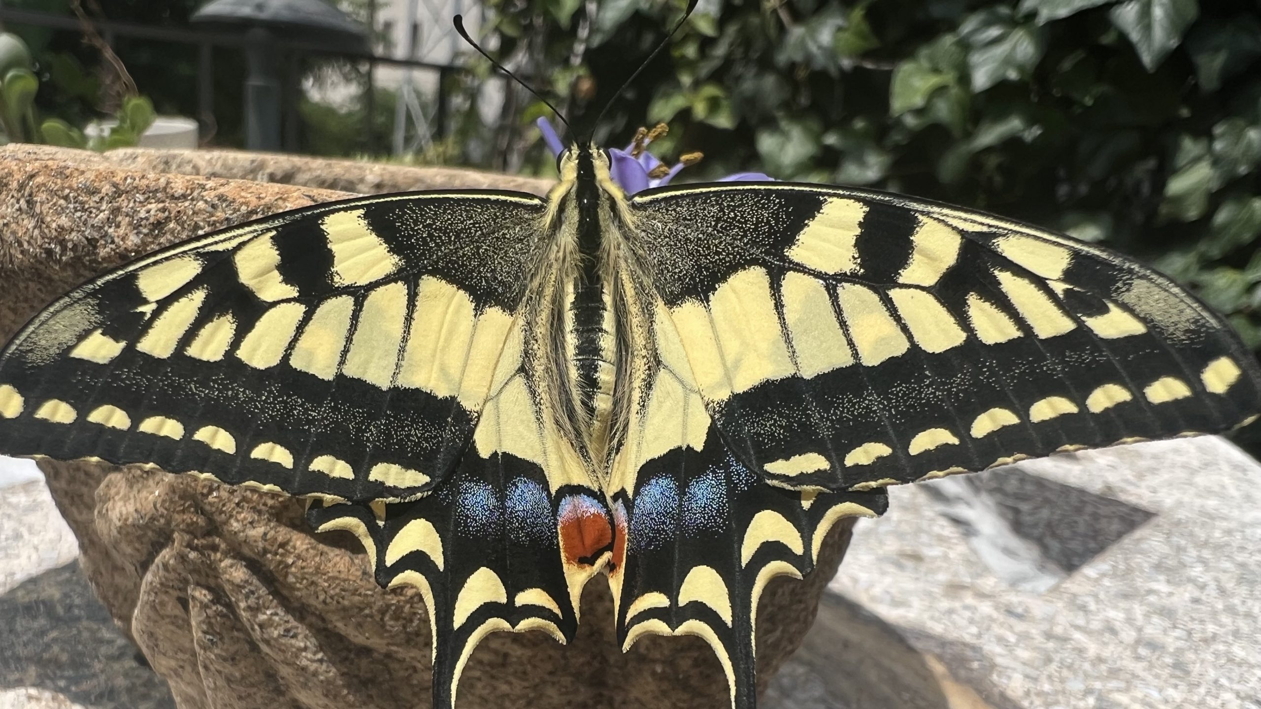 Cómo atraer mariposas: Papilio machaon