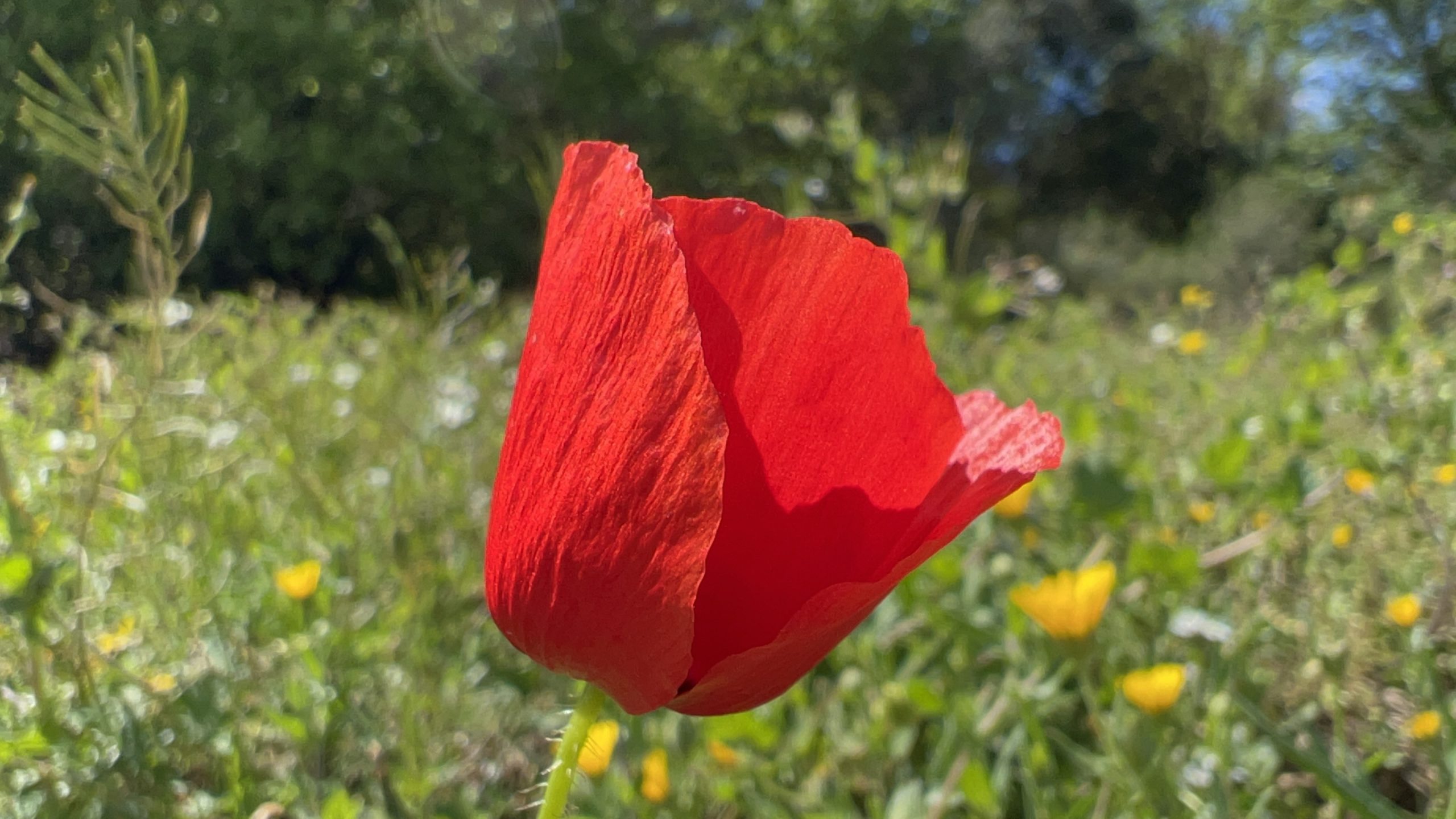Las semillas de esta temporada: Fichas de cultivo