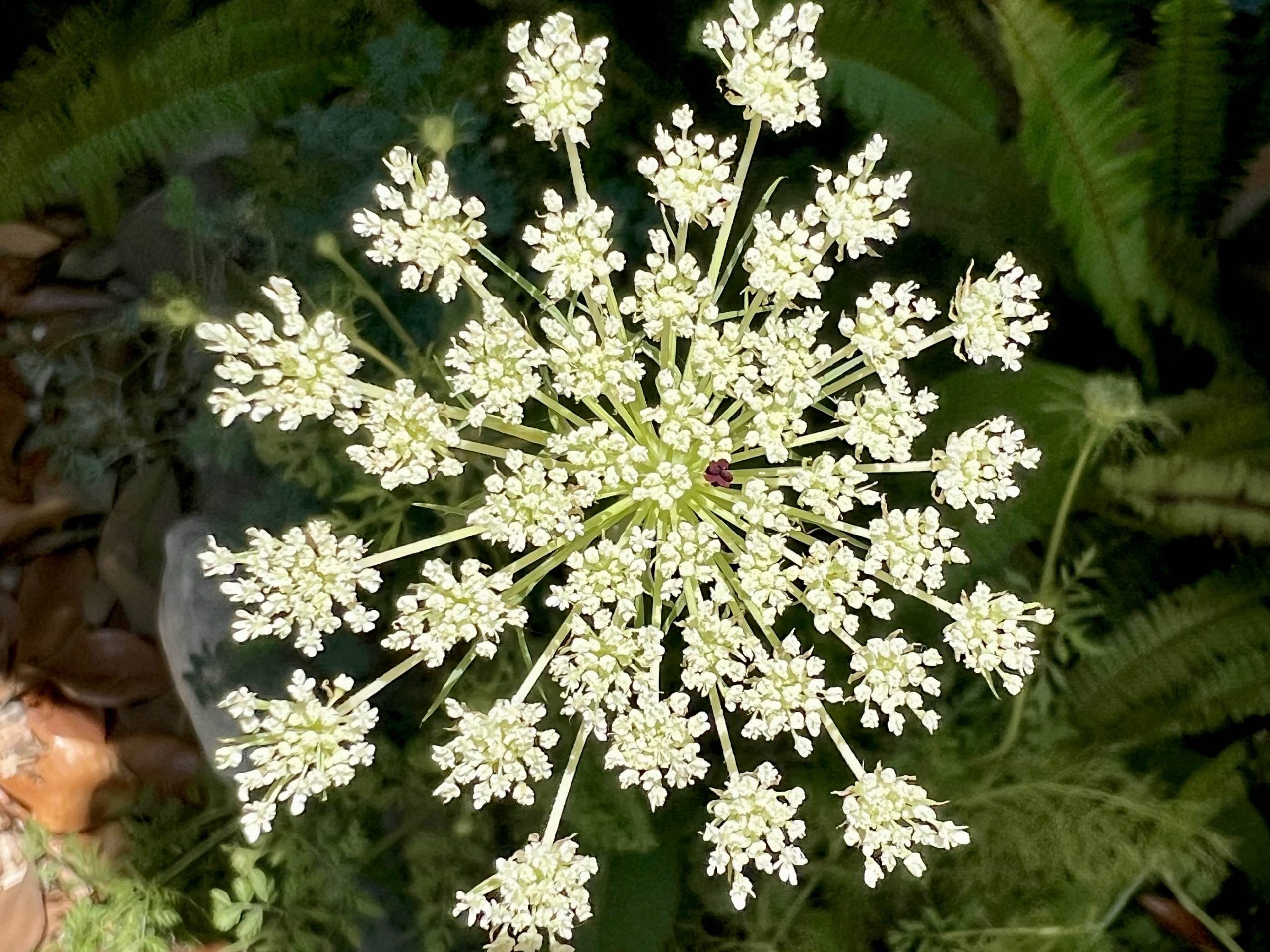 Aprende a cultivar hinojo, Zanahoria silvestre y caléndula