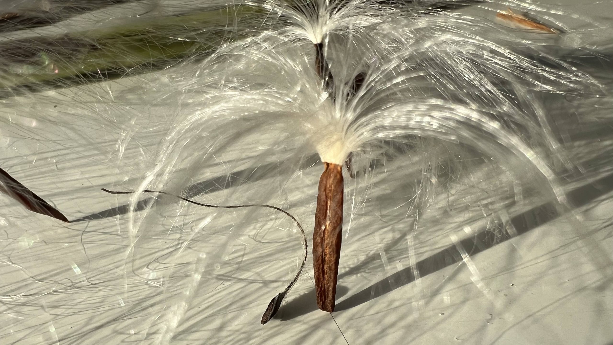 ¿Qué es una semilla?: Botánica total