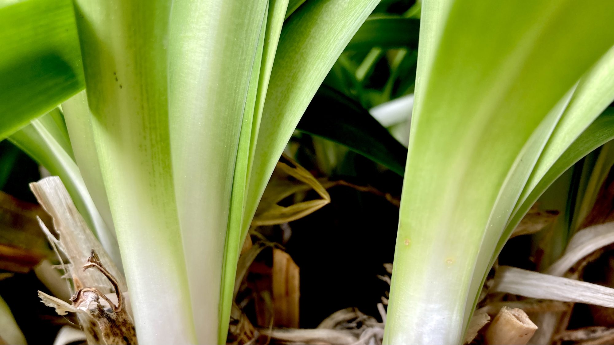 reproducción vegetativa archivos - Verdópolis