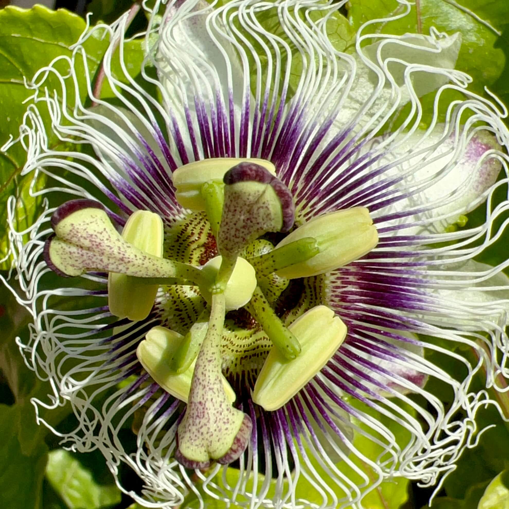 Passiflora edulis, corona de filamentos