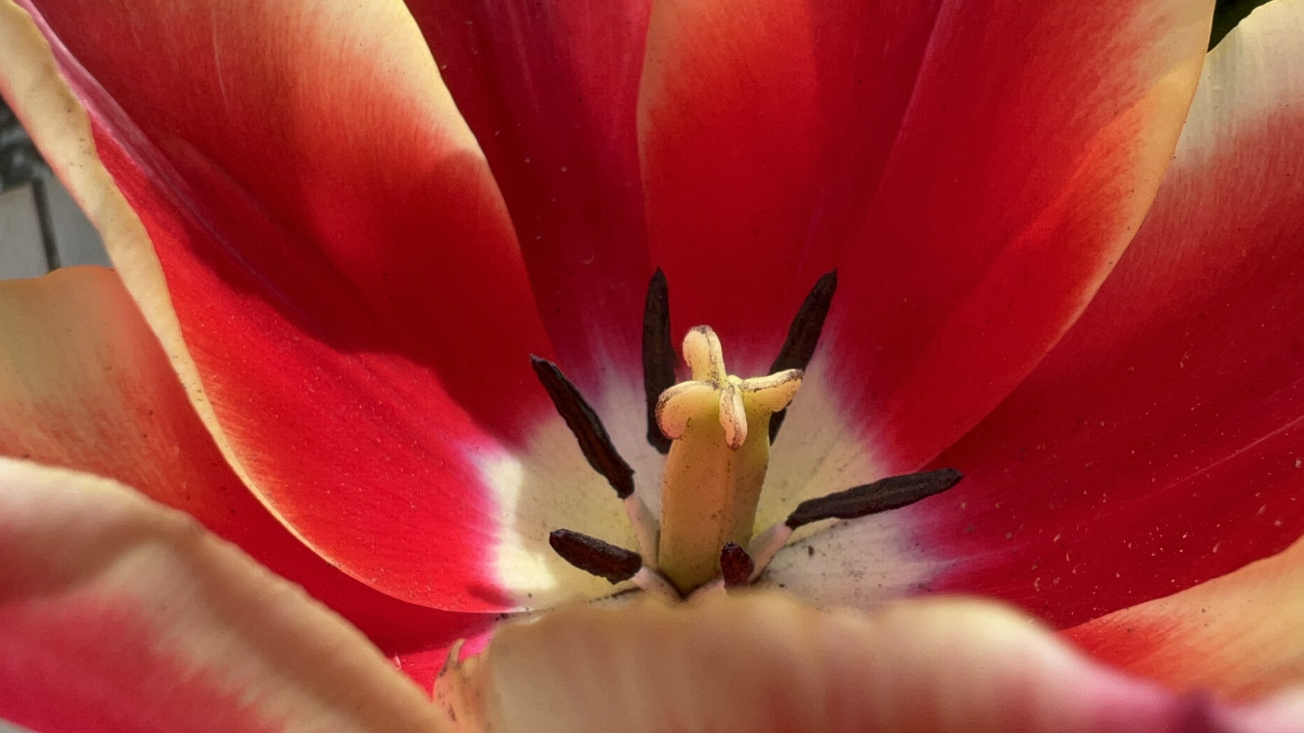 La flor del tulipán: Botánica total