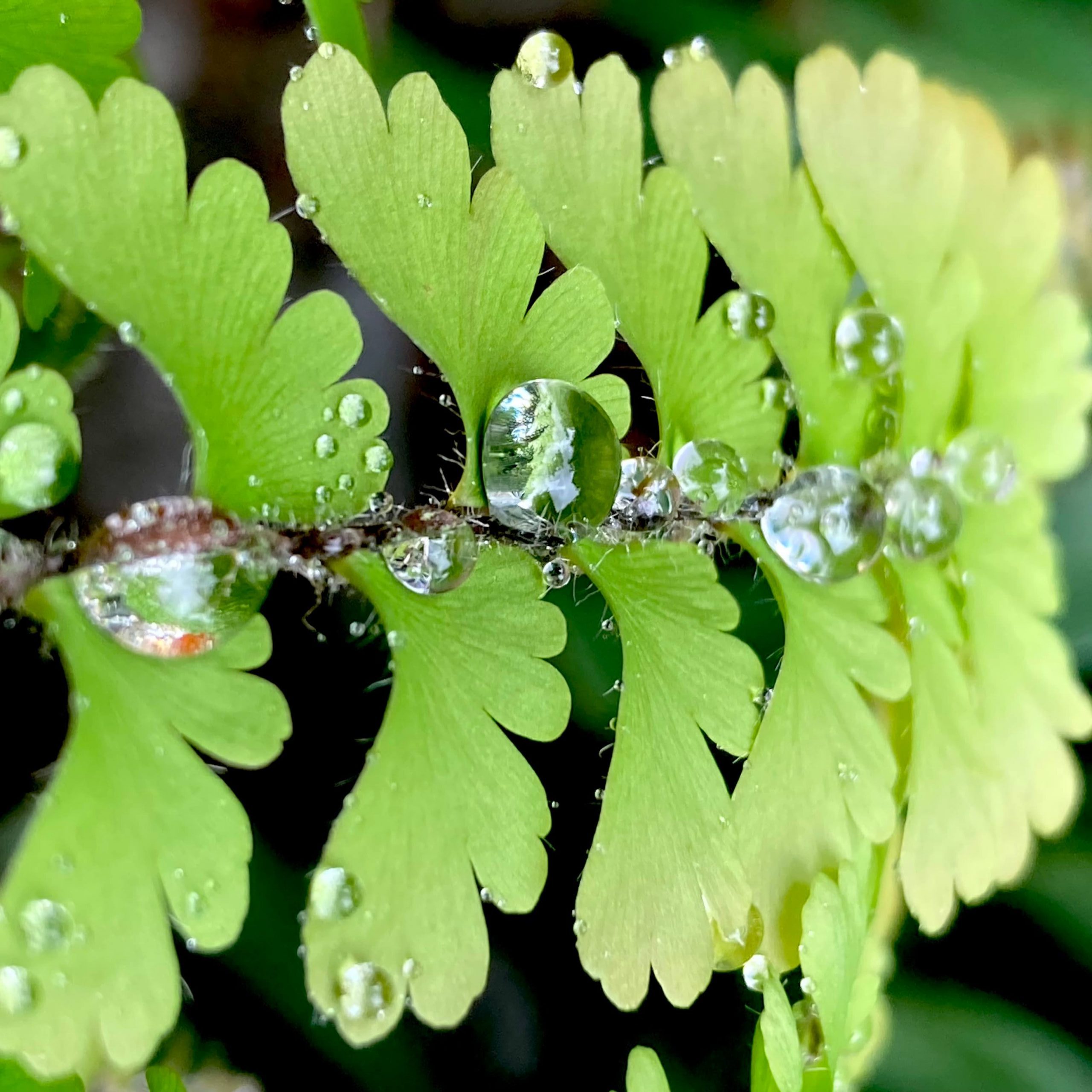 Directo riego y vacaciones