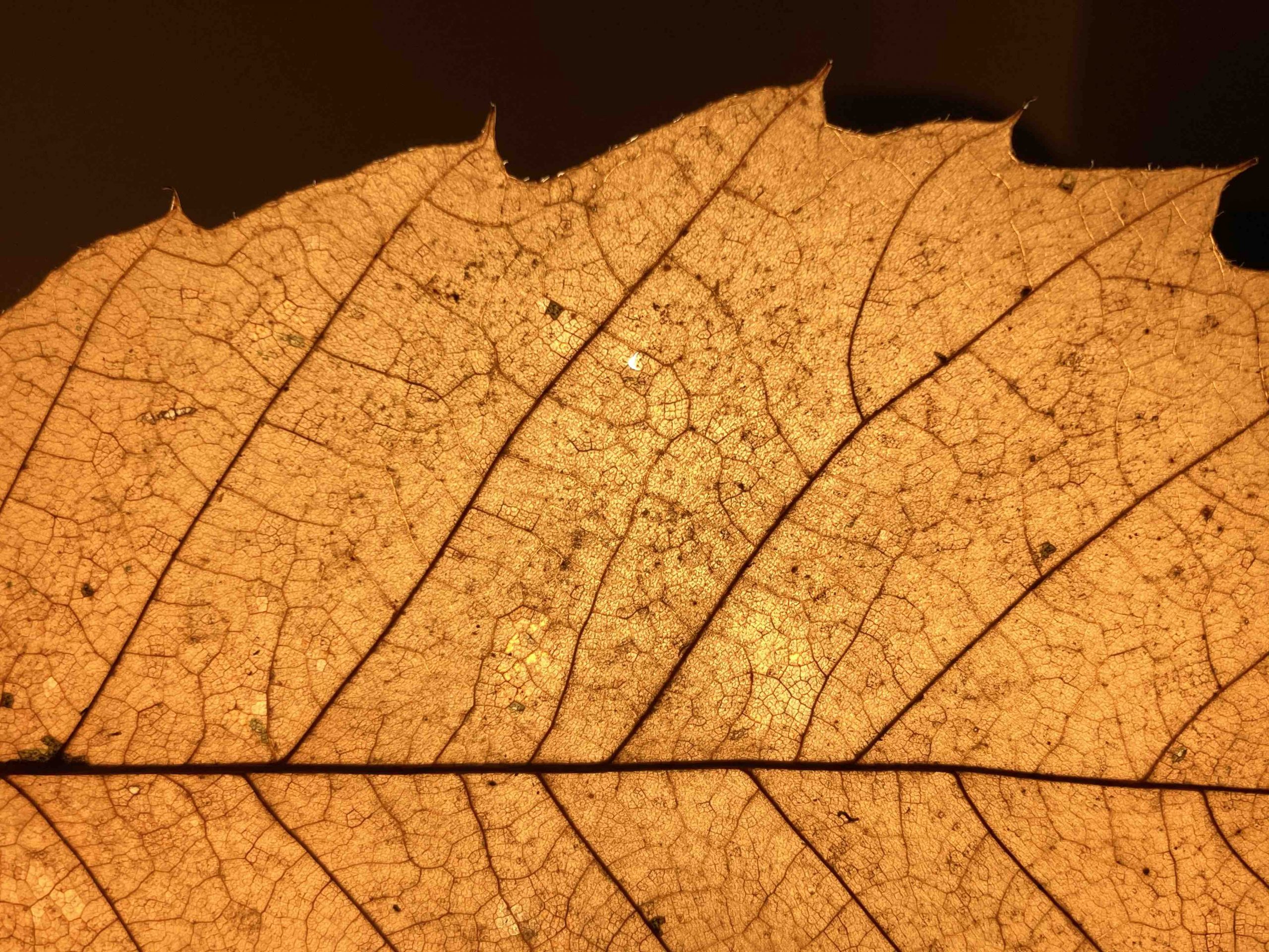 Bienvenid@ al Club Natura