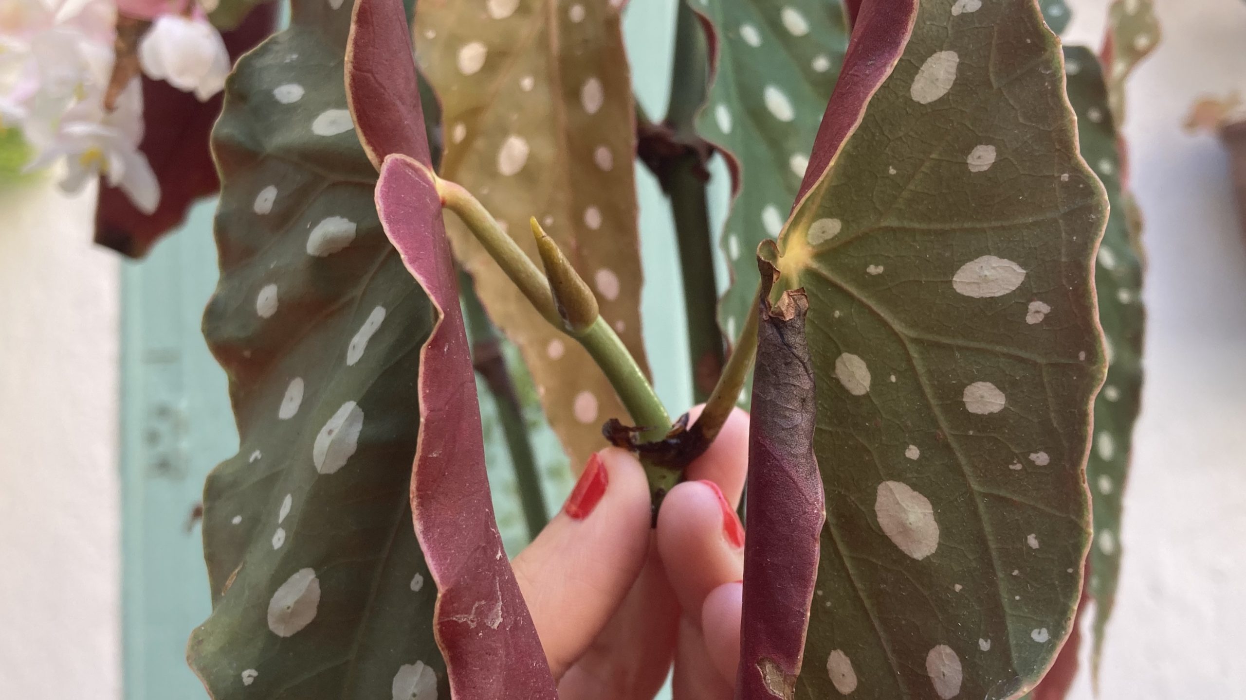 Begonia maculata | Club Verdópolis