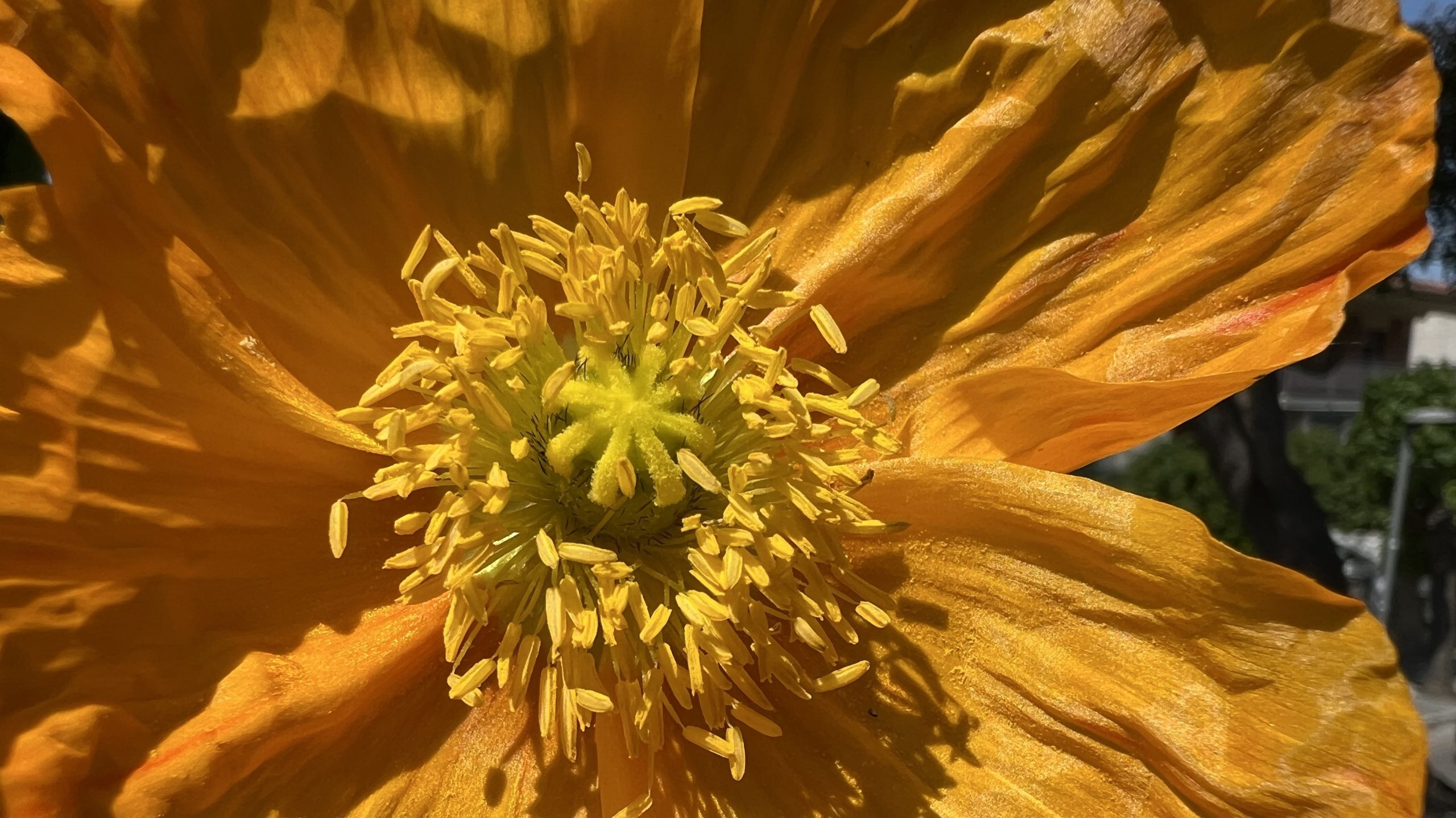 Las semillas de otoño: Fichas de cultivo