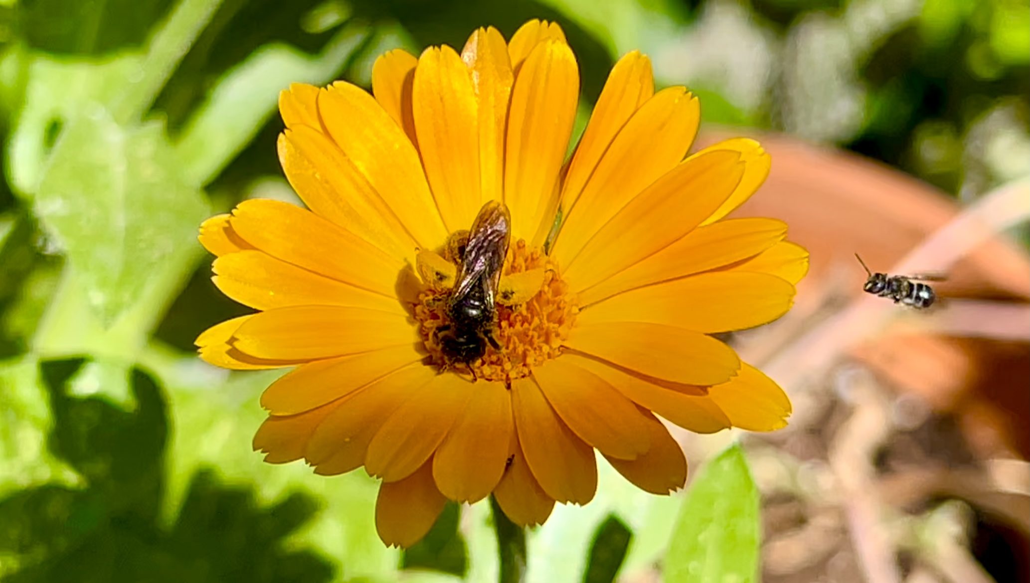 Descargable Jardín de polinizadores: listados, consejos y notas