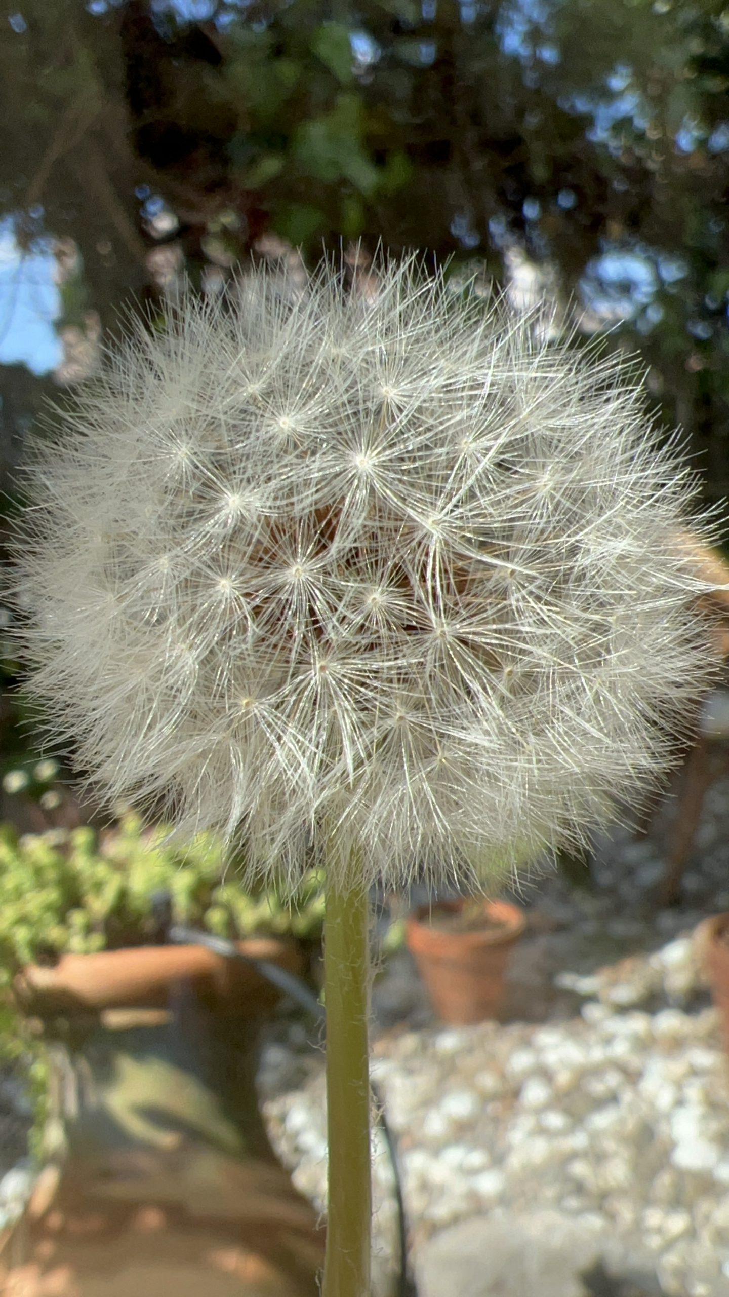 Diente de león: una flor fácil de cultivar