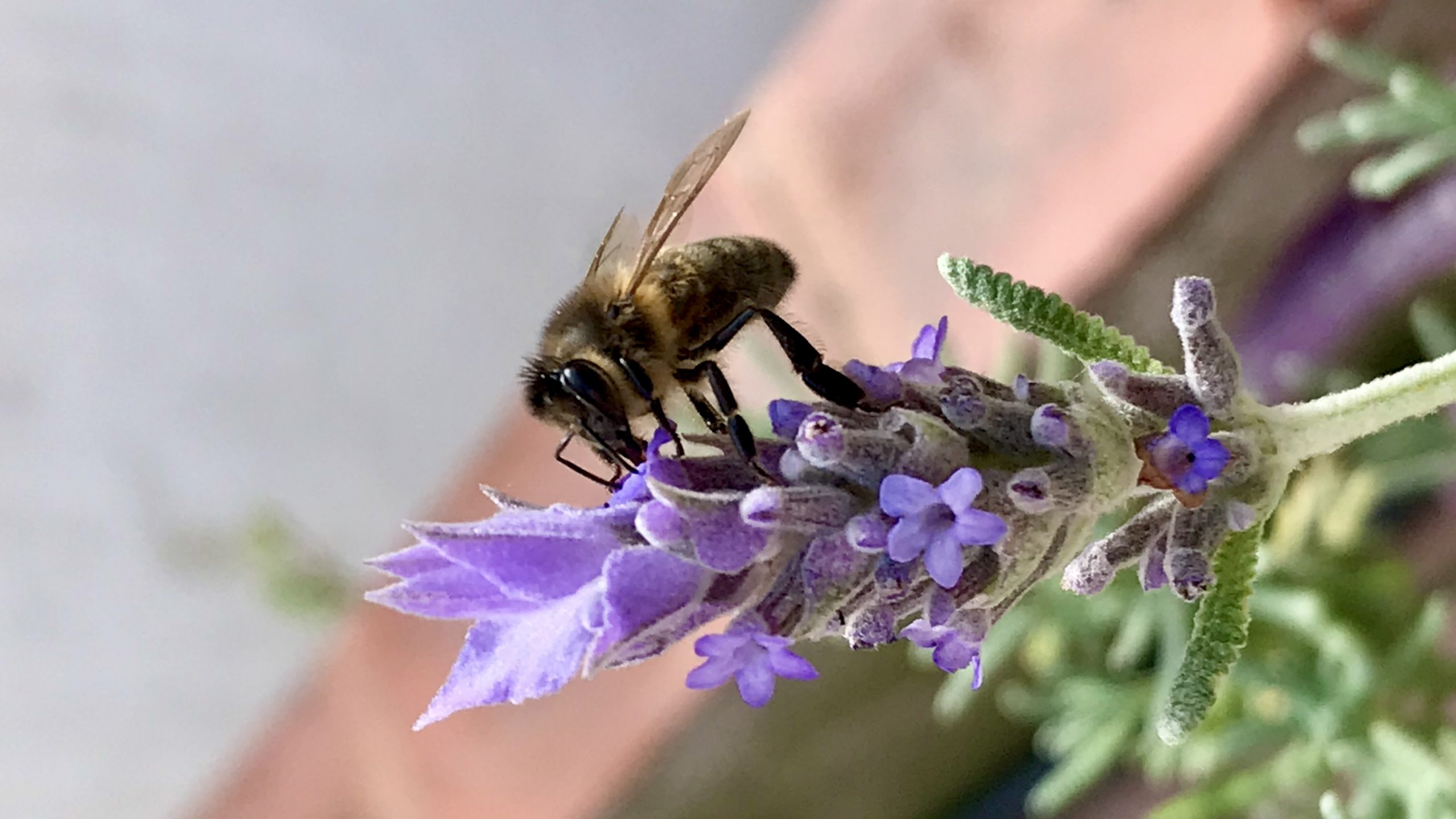 Descargable: cómo podar una lavanda