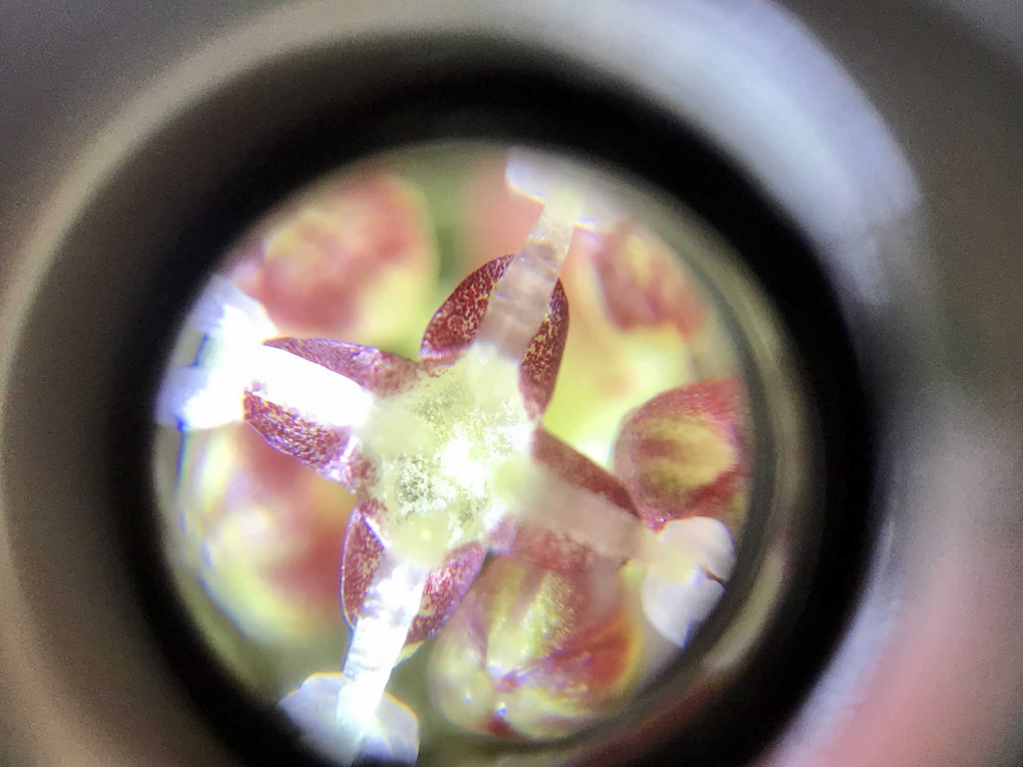 Flor masculina de Pilea peperomioides | Verdópolis
