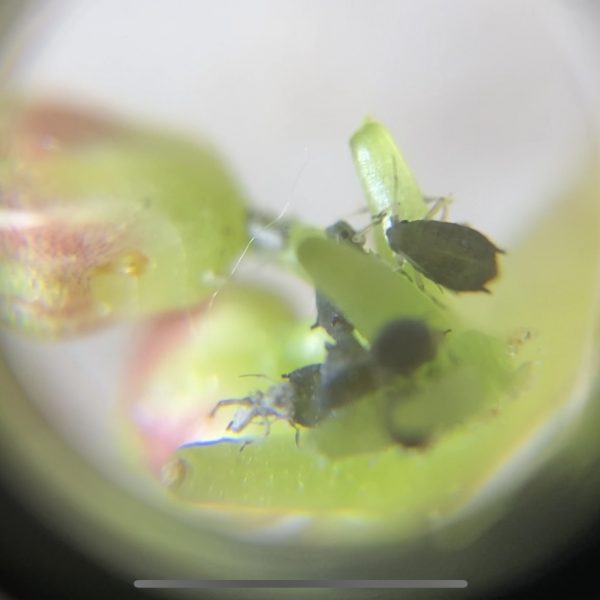 Pulgón a través de la lupa microscopio