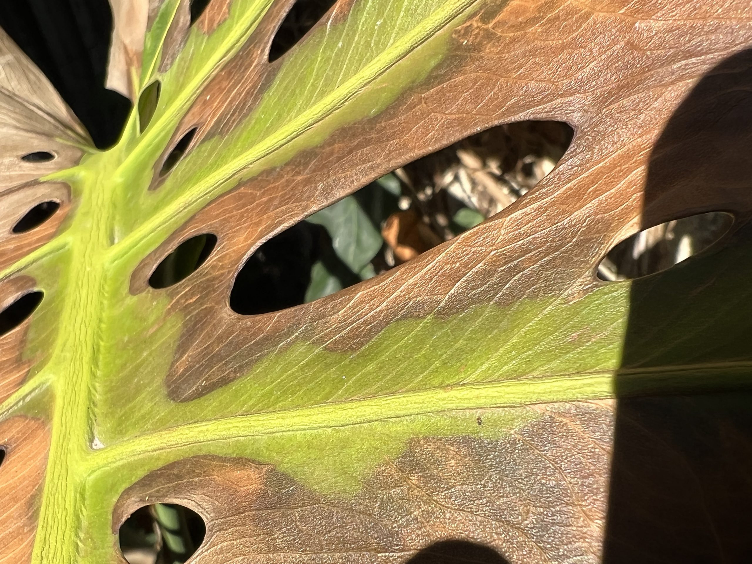 Rescate plantil I: Monstera deliciosa helada
