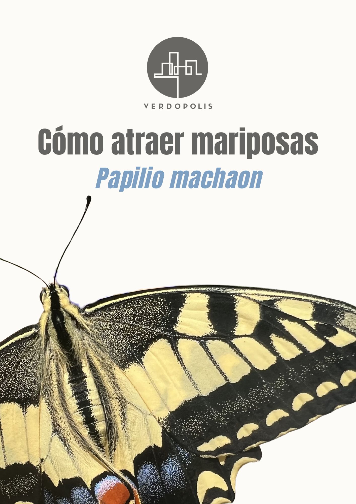 Cómo atraer mariposas