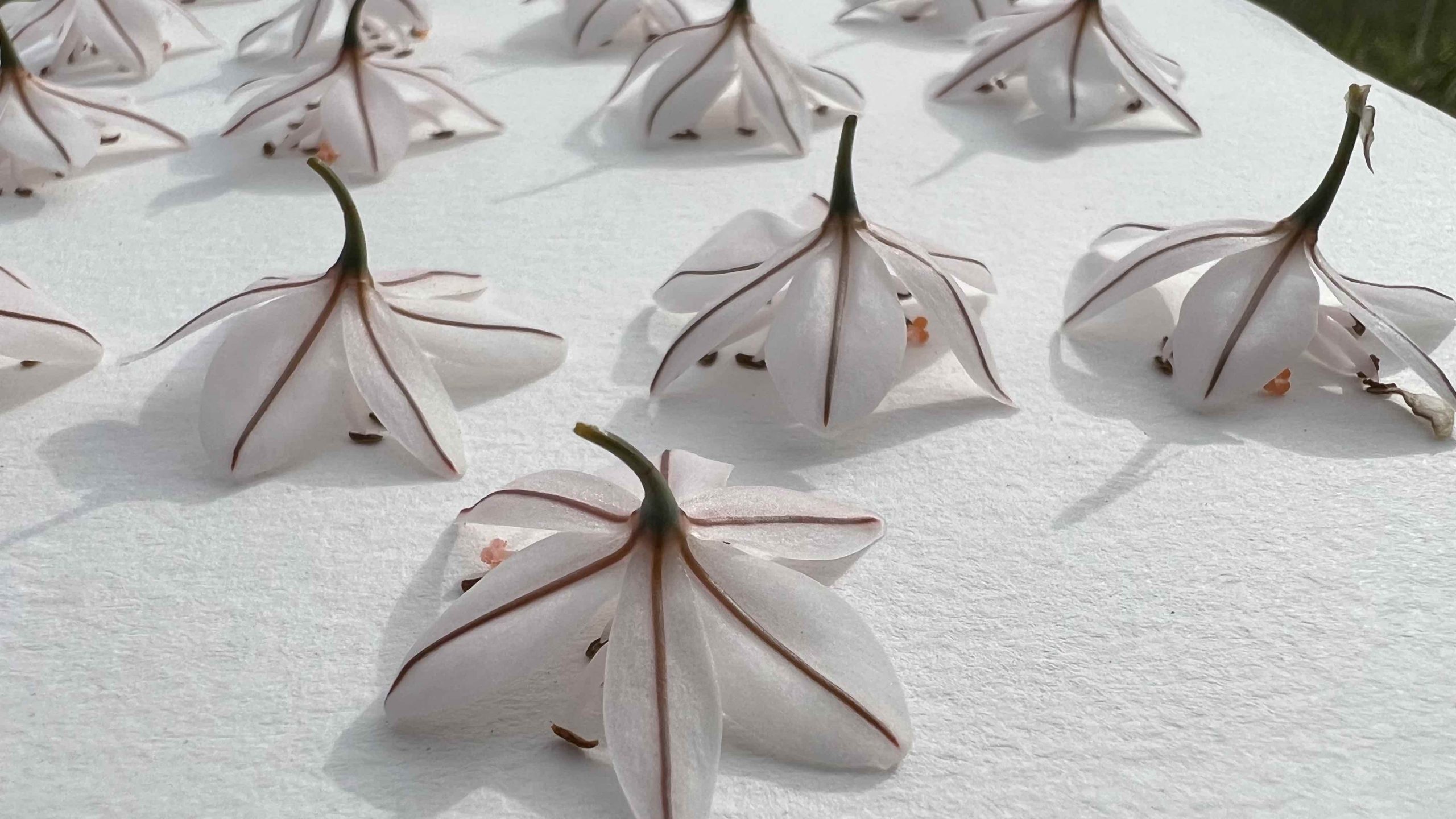 Cómo prensar flores