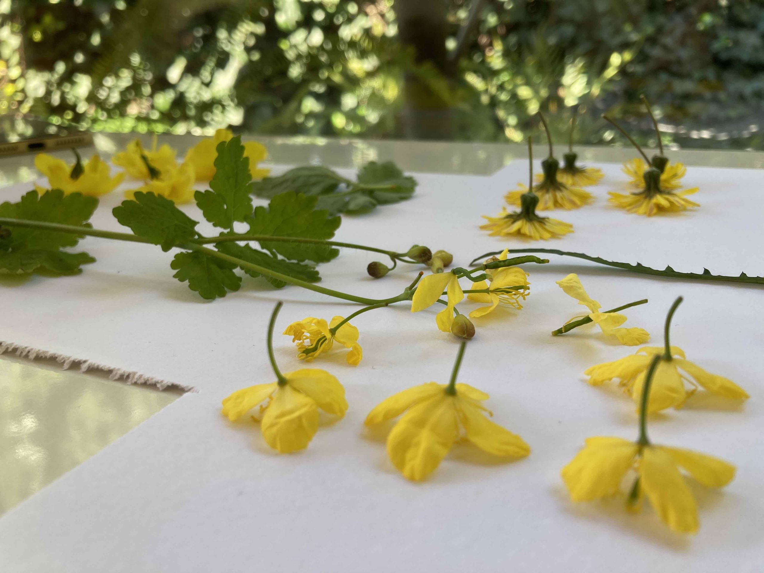 Taller de prensa botánica