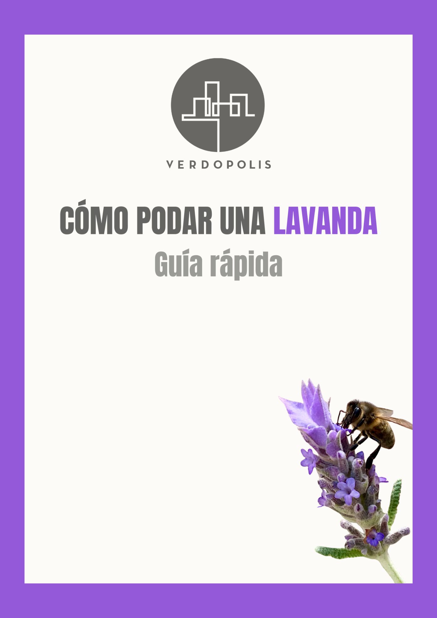 Cómo podar una lavanda