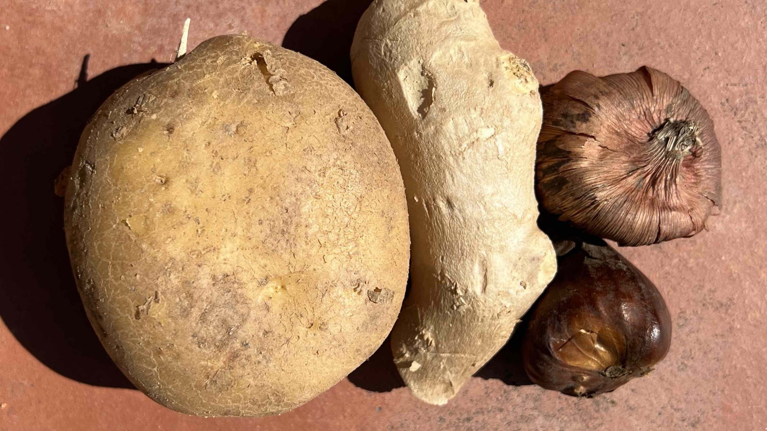 ¿Bulbo, tubérculo, rizoma o cormo?