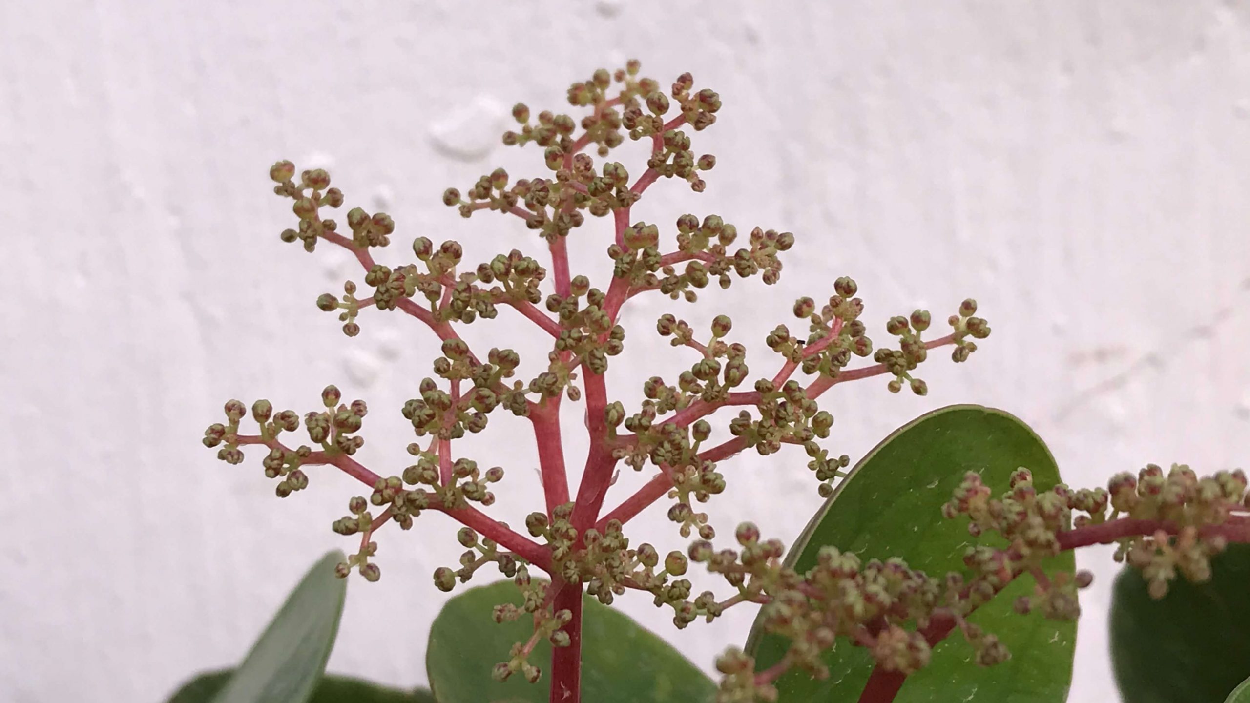 Pilea peperomiooidea flor