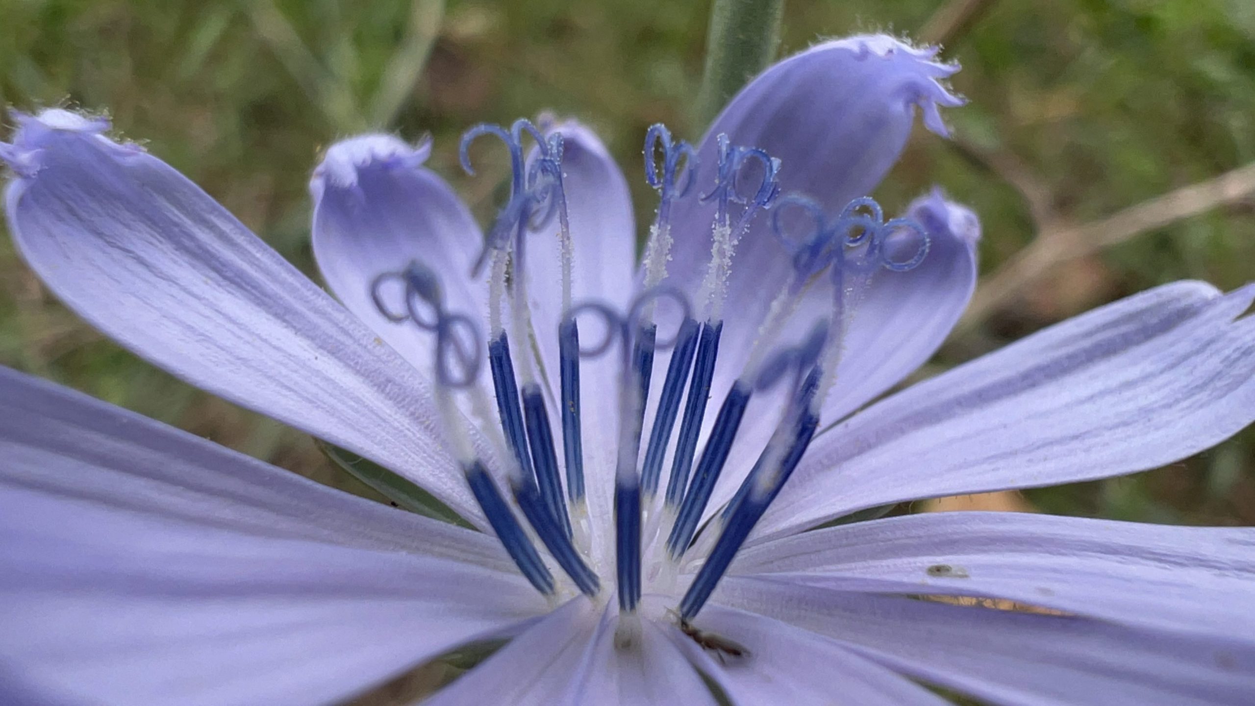 Labores de fin de verano en el jardín