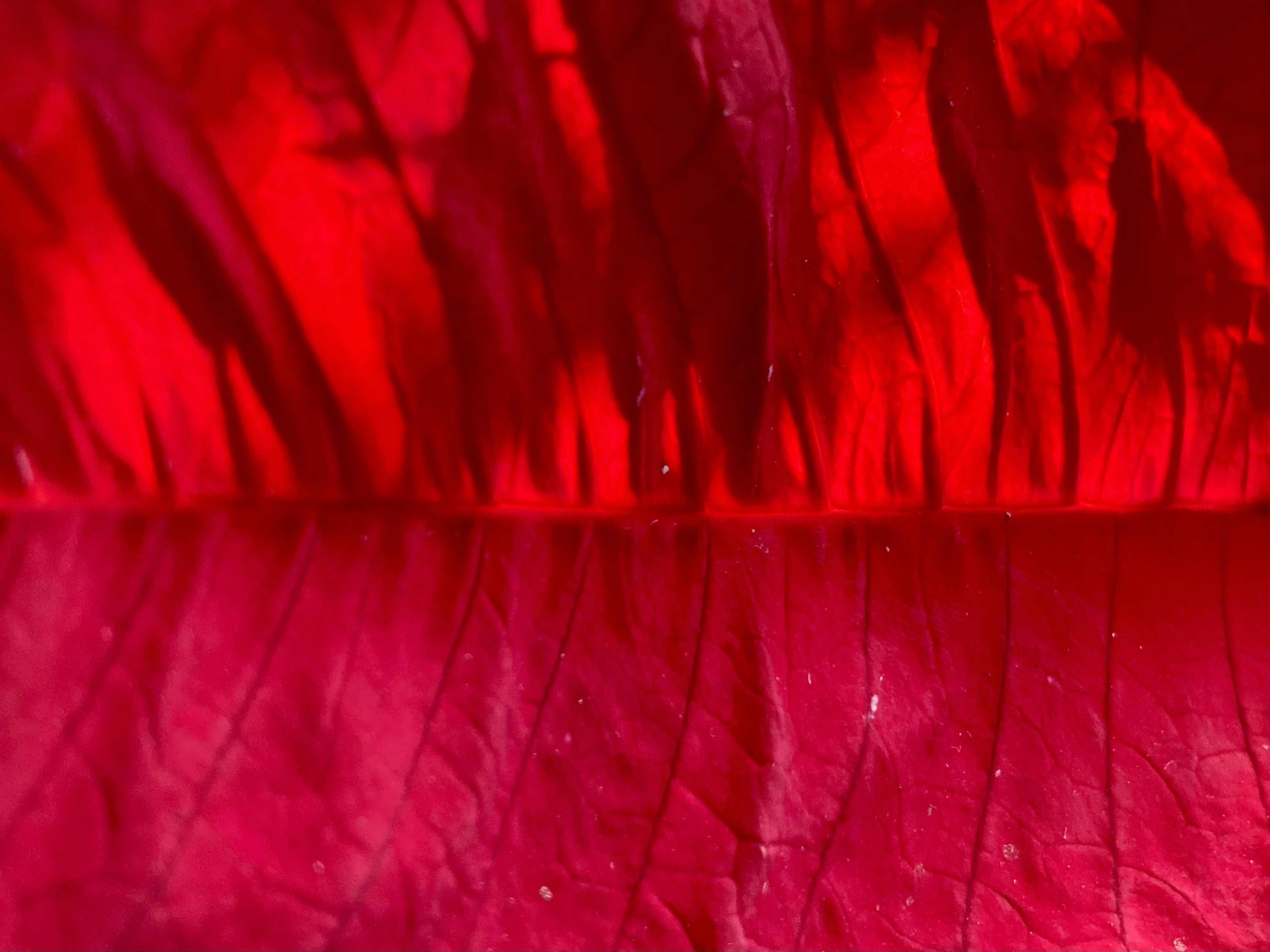 Cómo cuidar Poinsettia