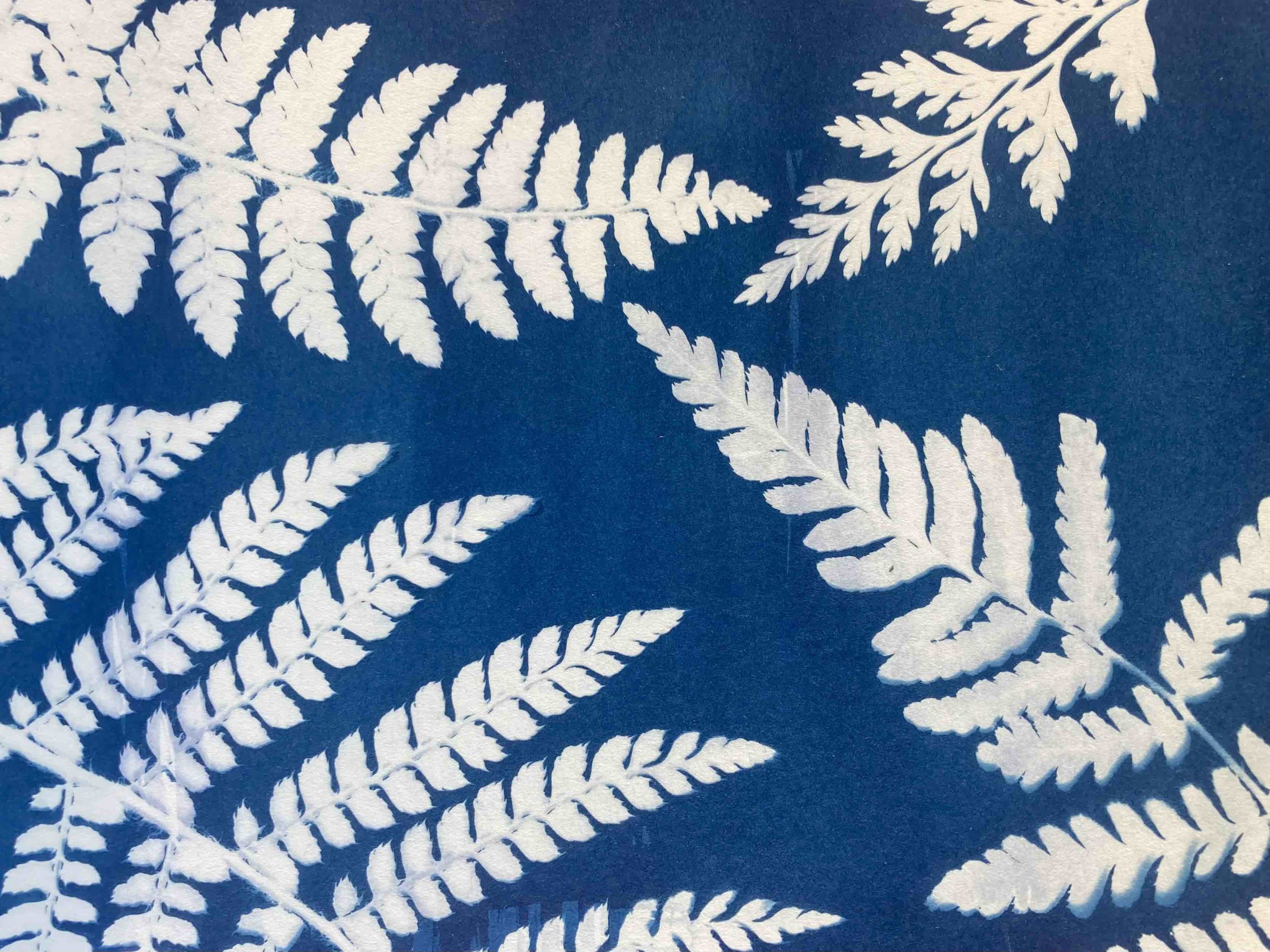 Cianotipia paso a paso