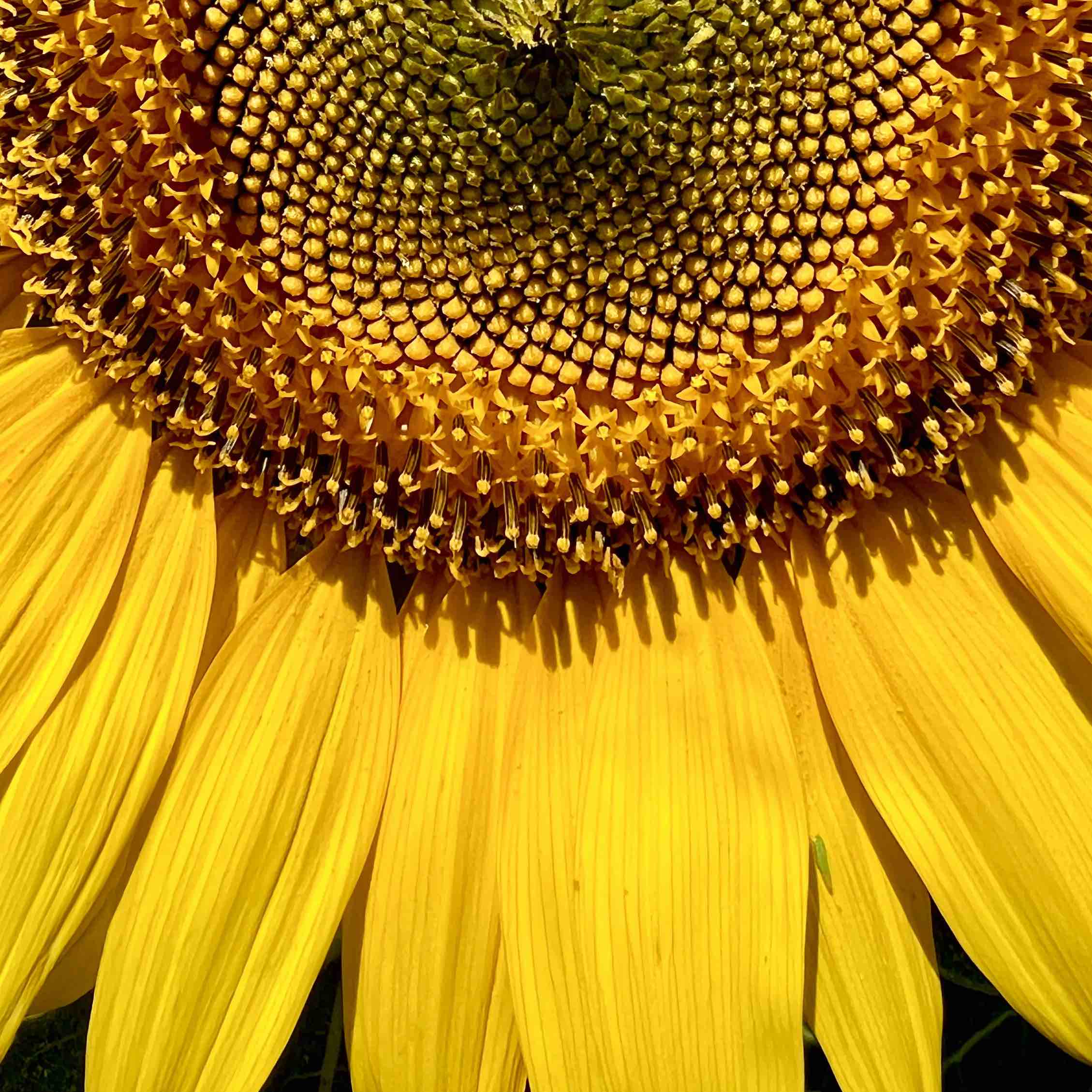 Próximamente… Verano