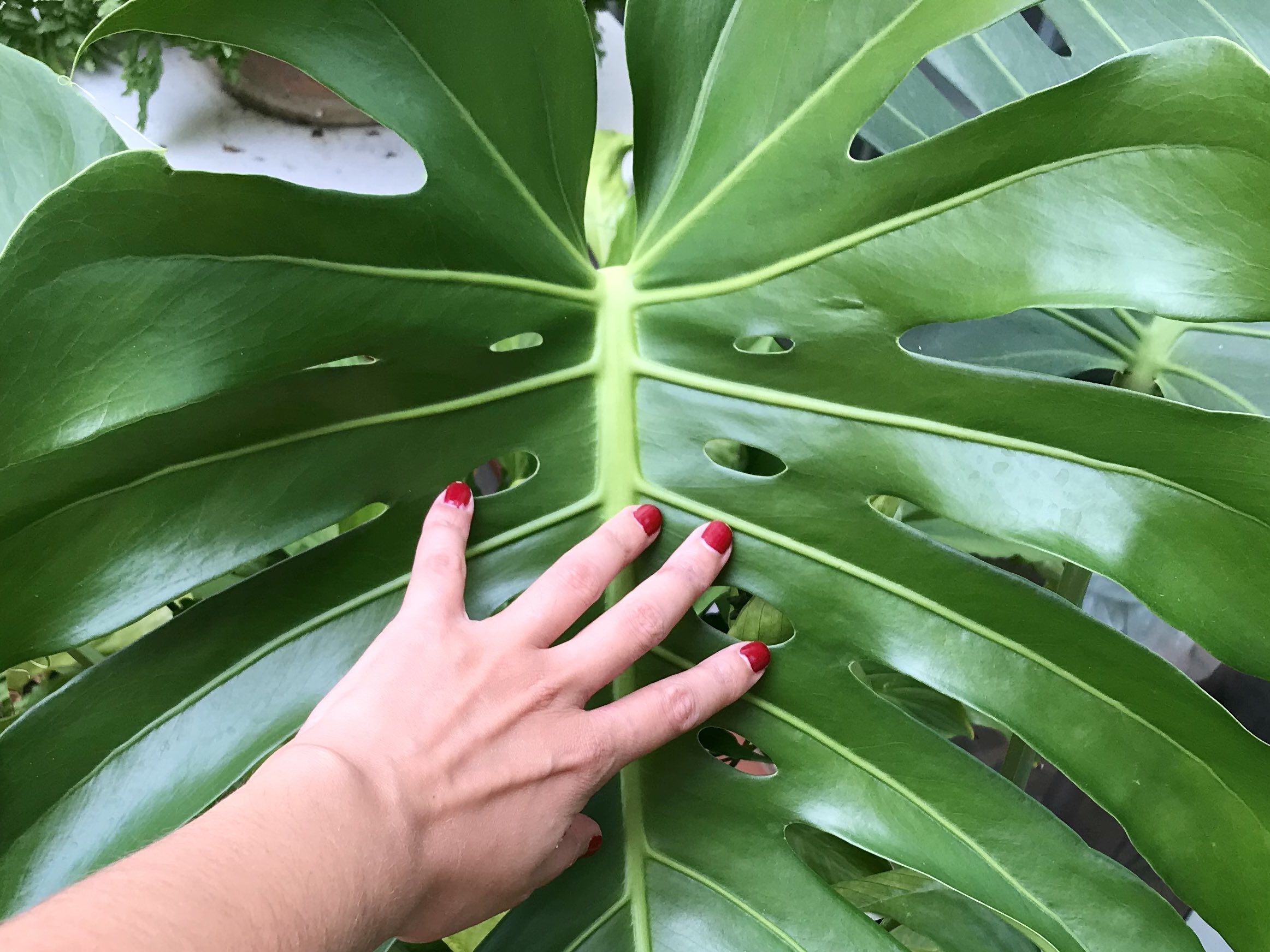 Taller cuidados de plantas