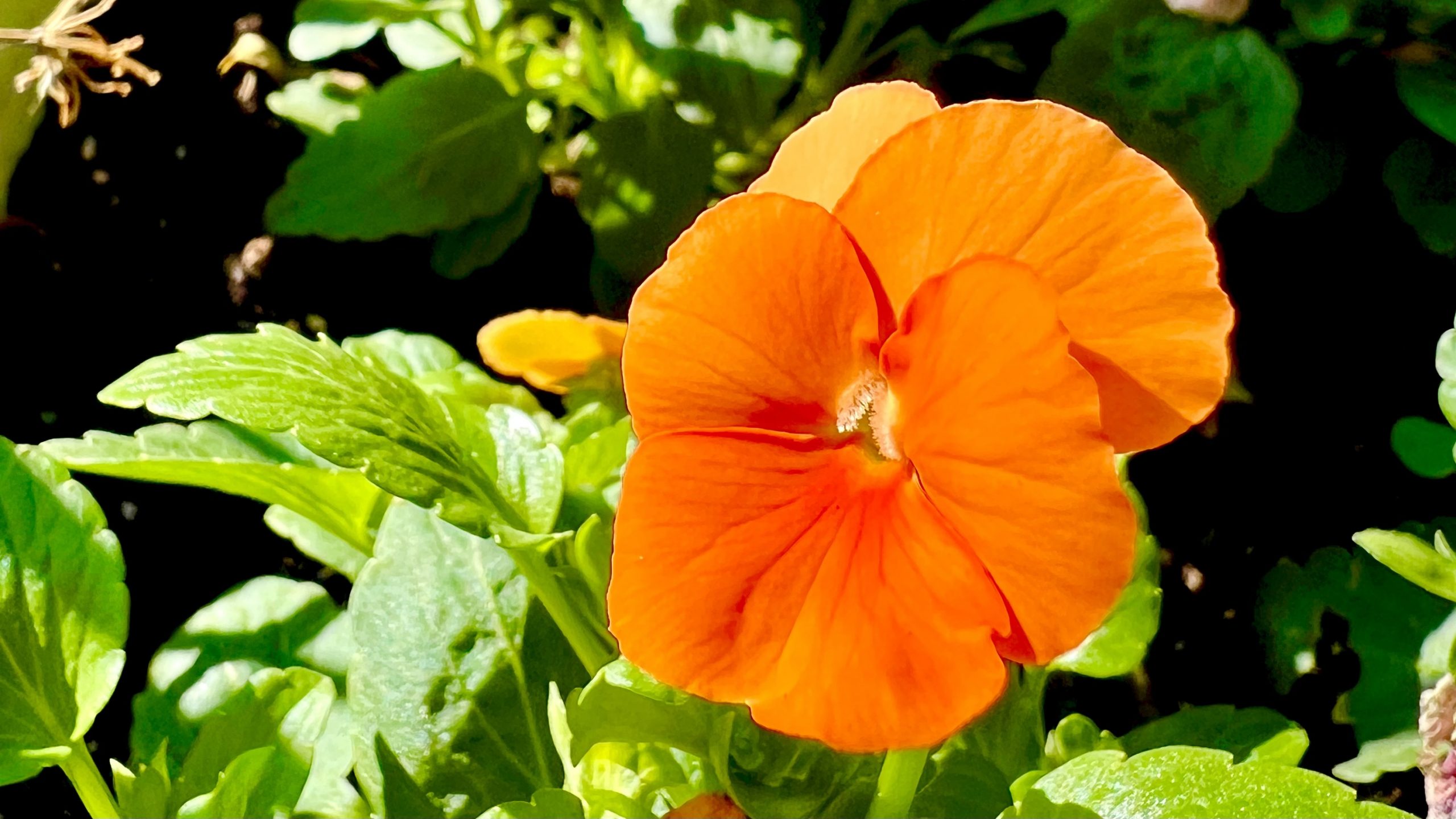Cómo cuidar flores: 5 claves