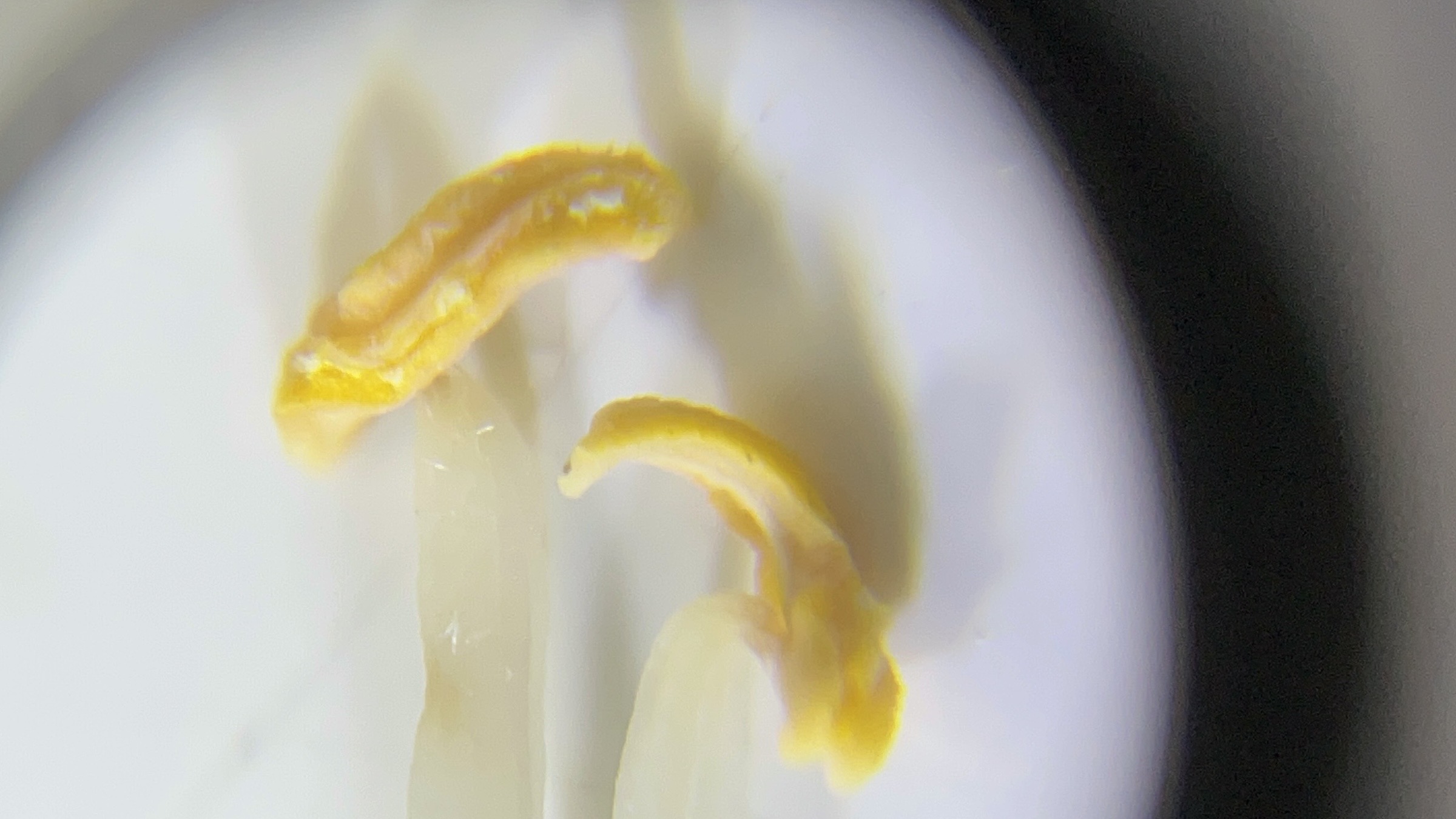 Aprende a usar tu lupa con flores: Botánica total