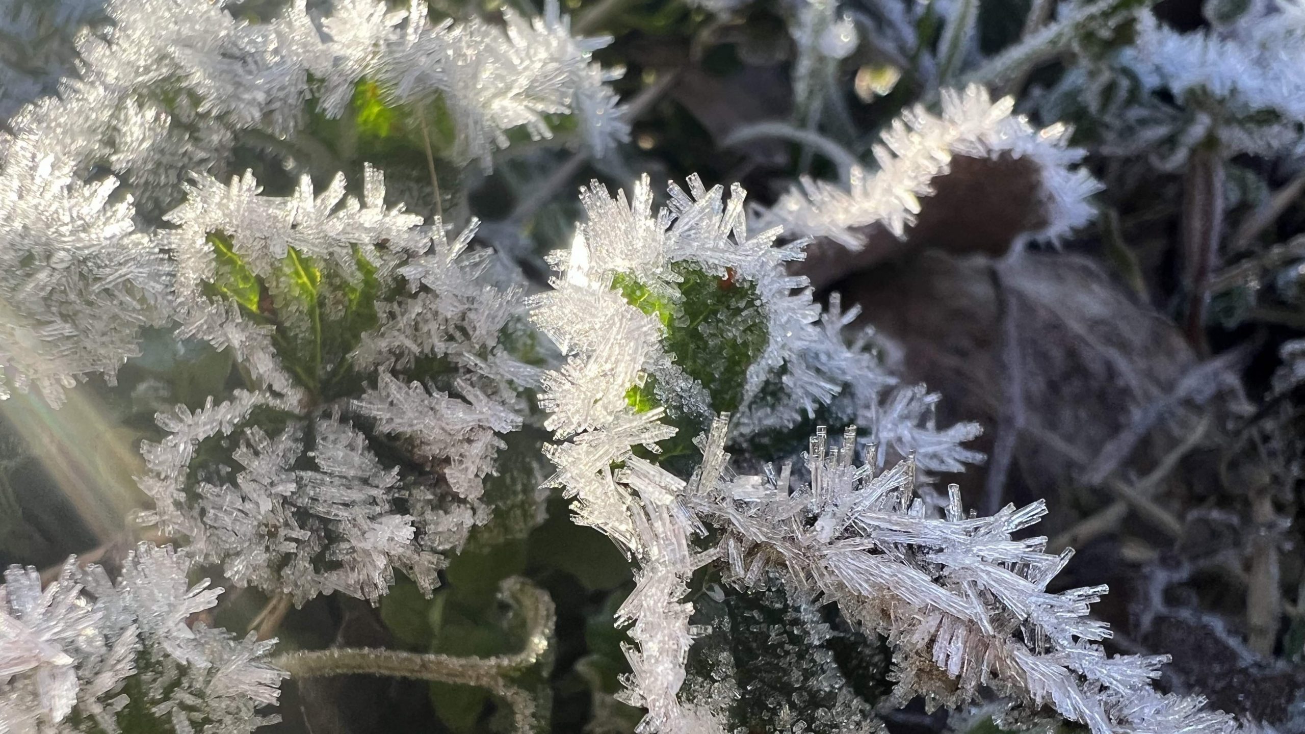 ¿Se puede propagar en invierno?