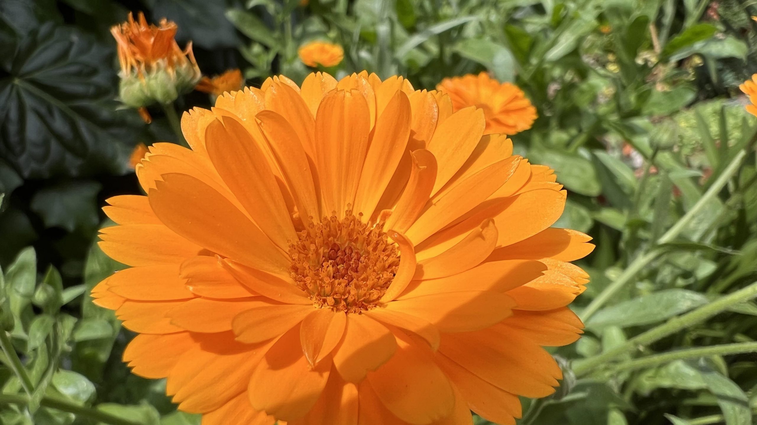 Las semillas de esta temporada: Fichas de cultivo