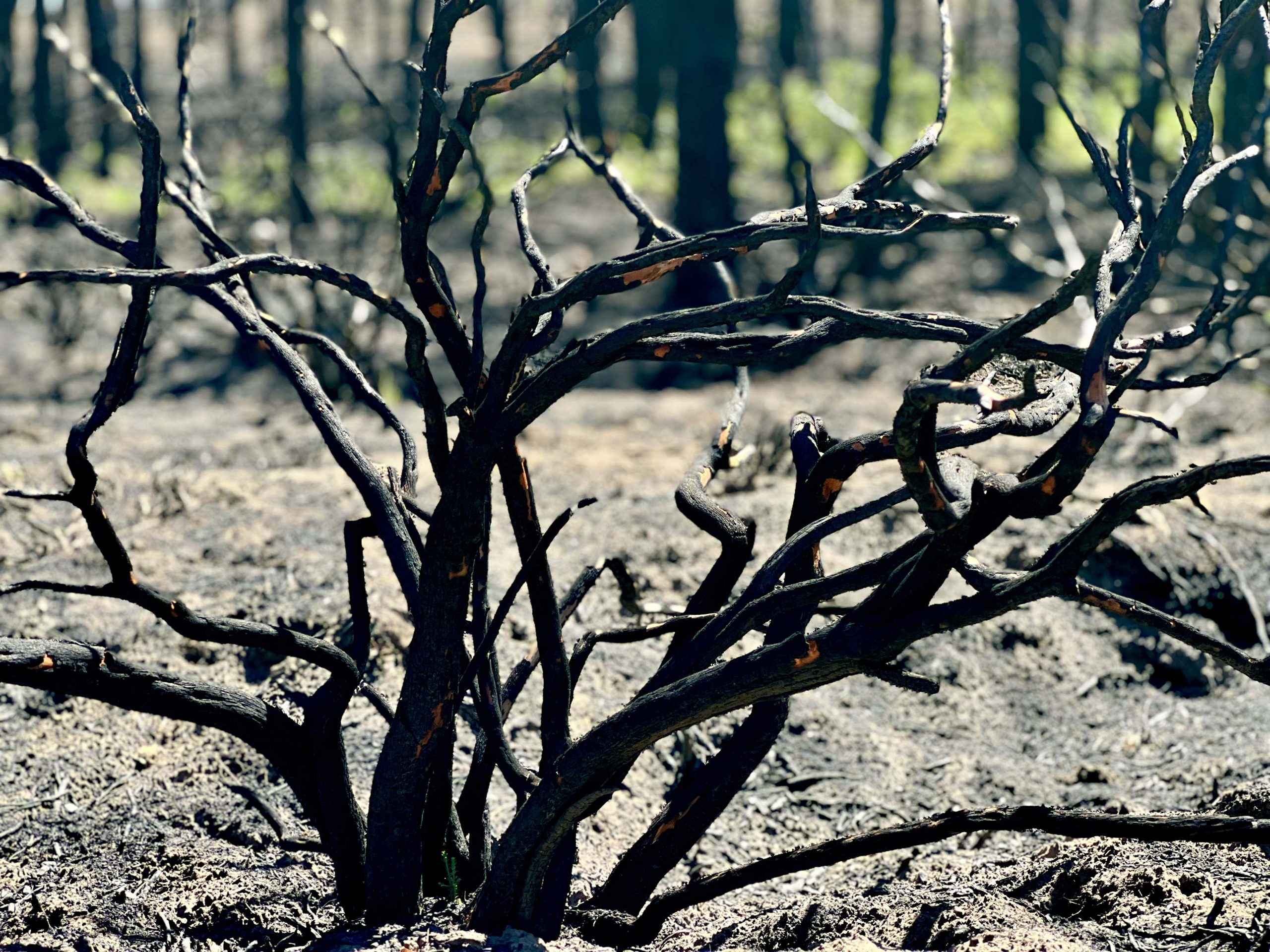 Recopilatorio incendios forestales