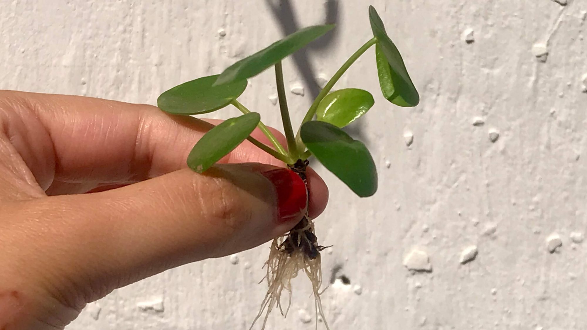 reproducción vegetativa archivos - Verdópolis