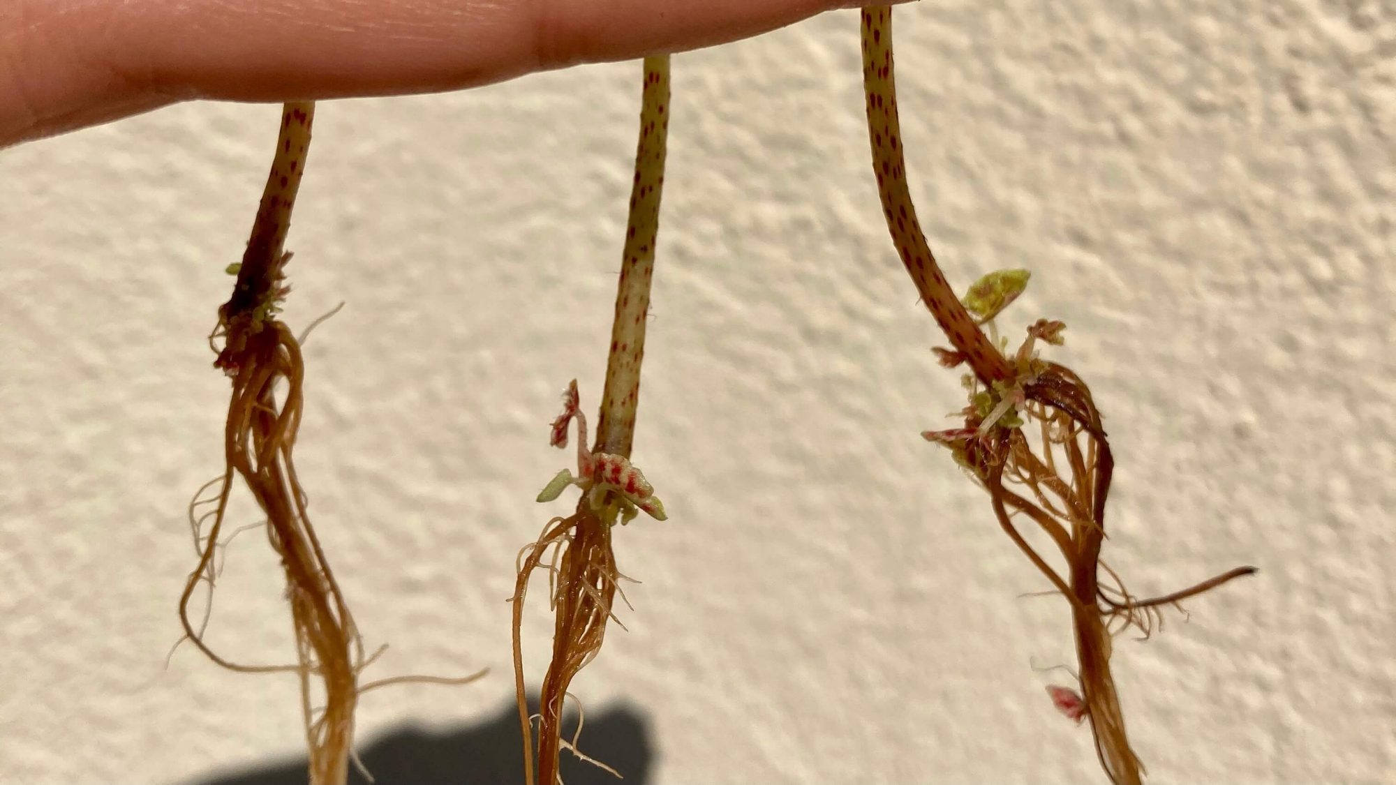 reproducción vegetativa archivos - Verdópolis