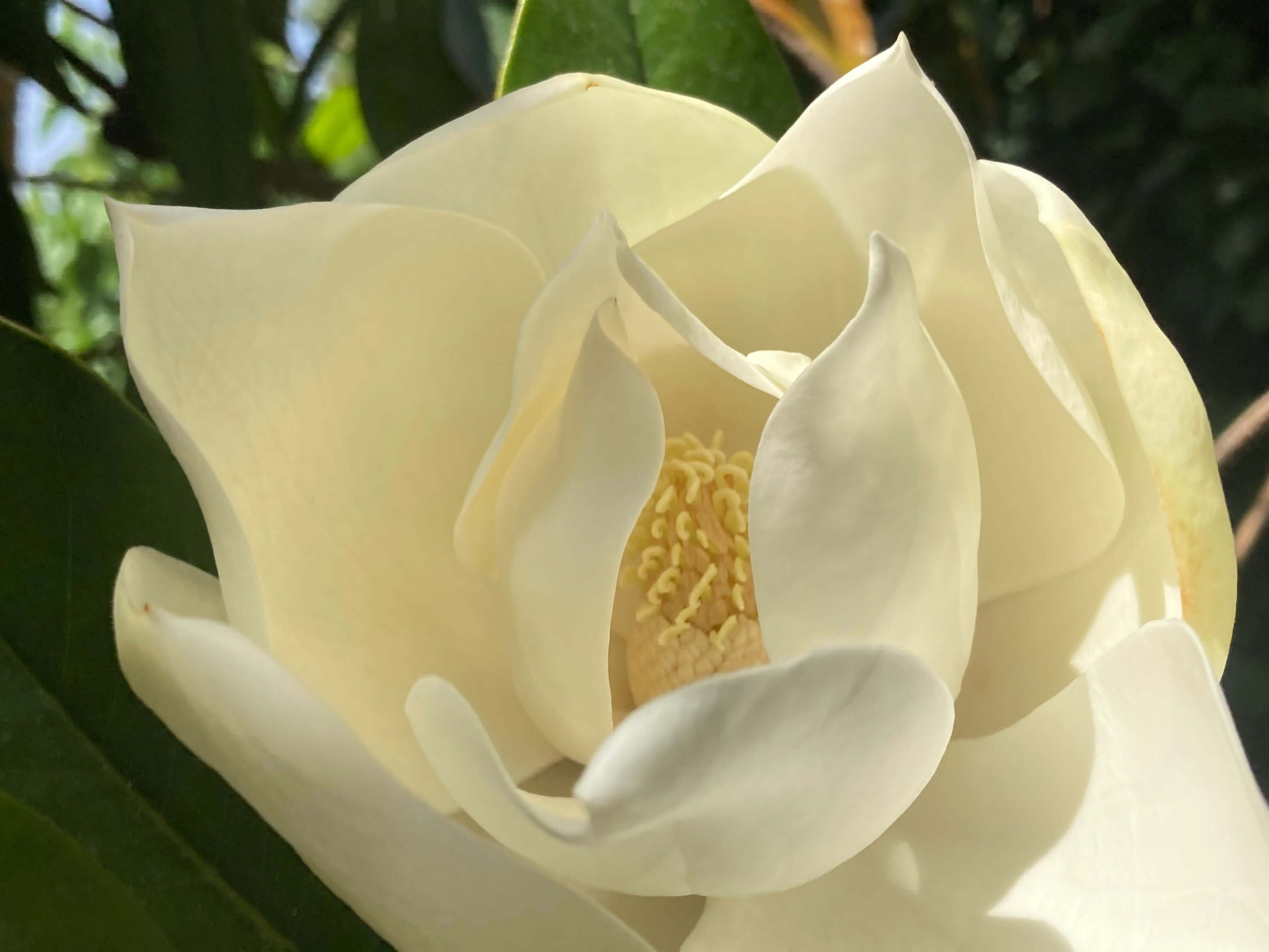 La magnoliaBotánica total