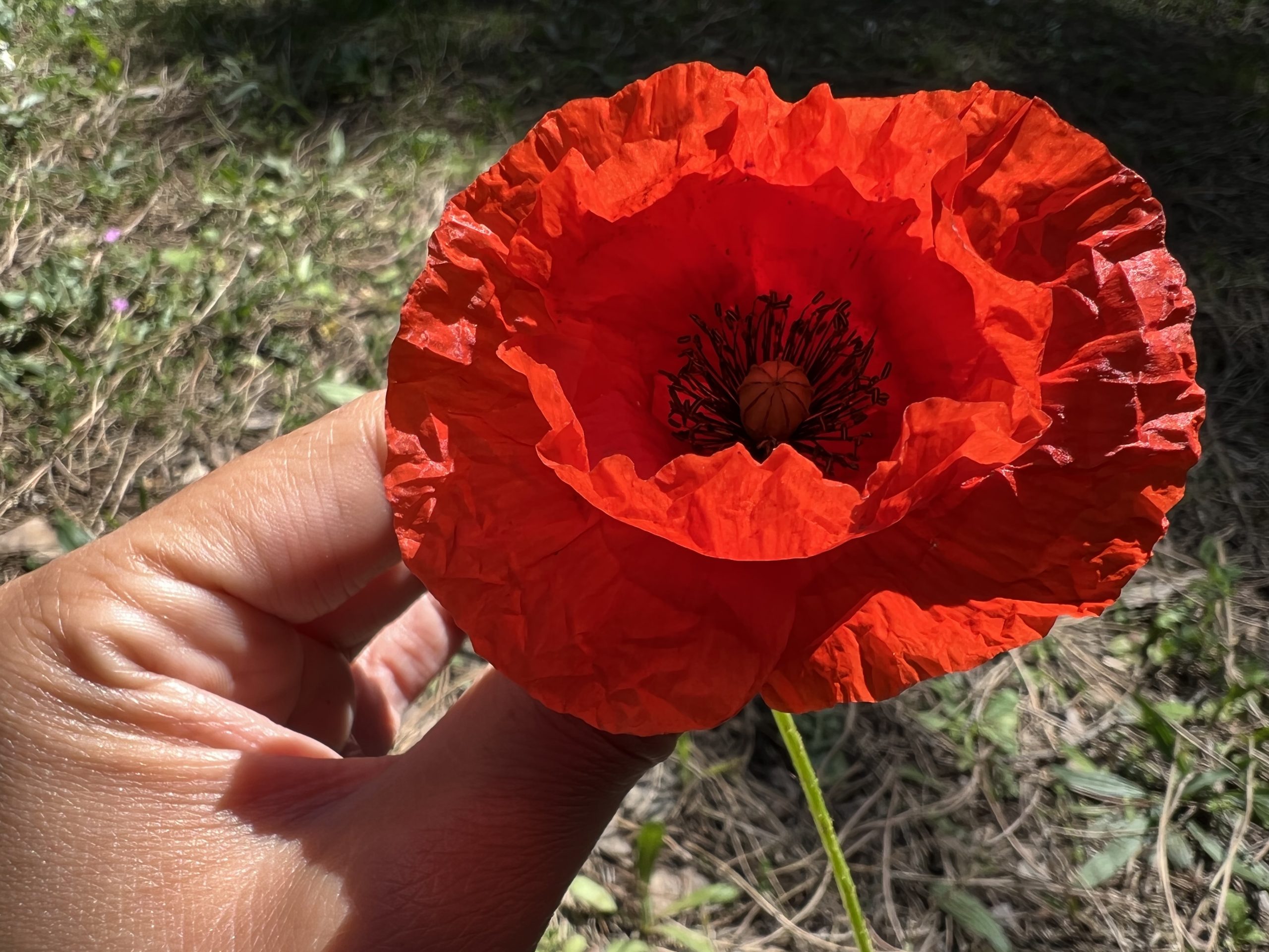 3 flores silvestres fáciles de sembrar