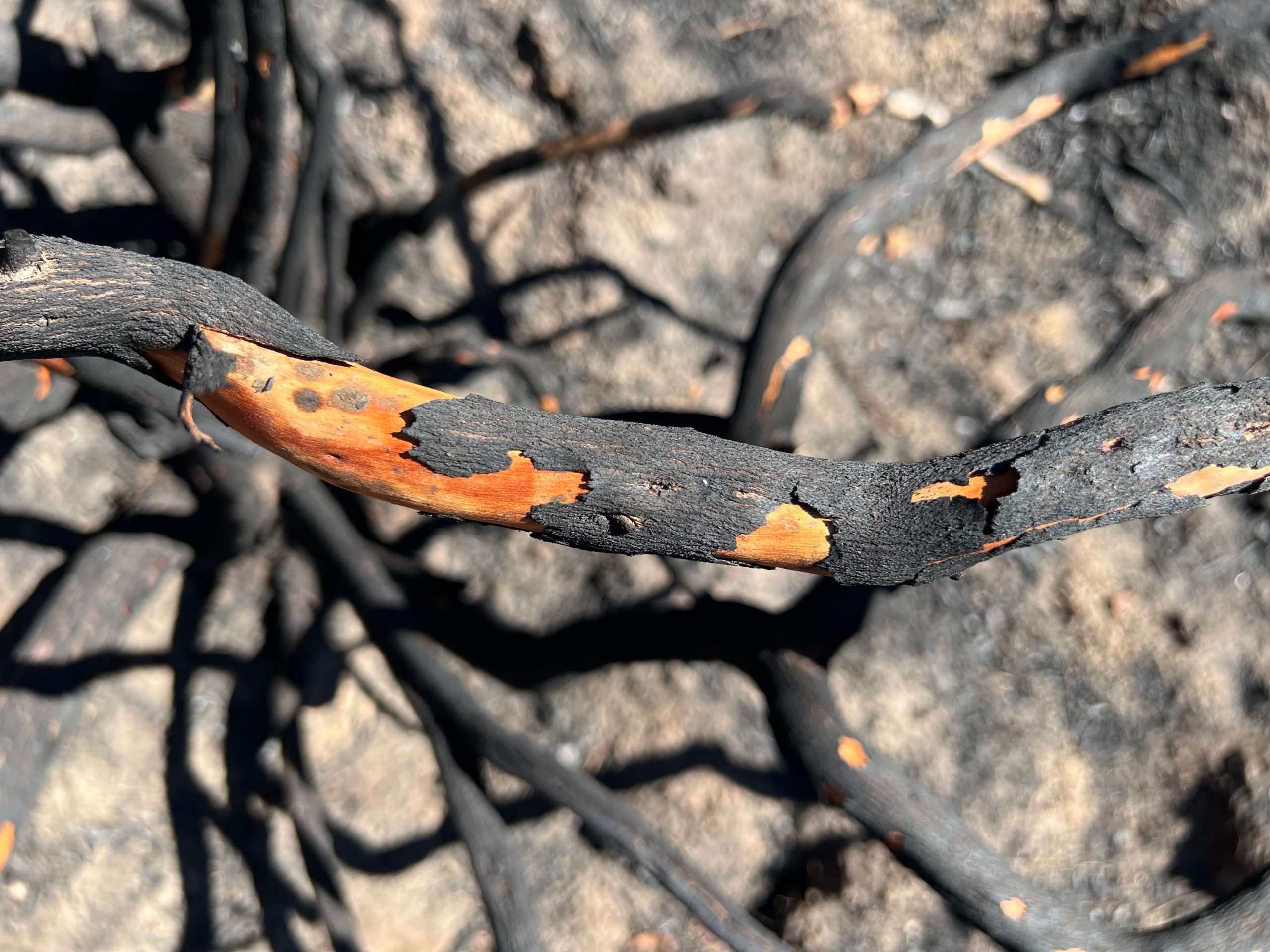 Temas que tratamos en el directocon Javier Madrigal